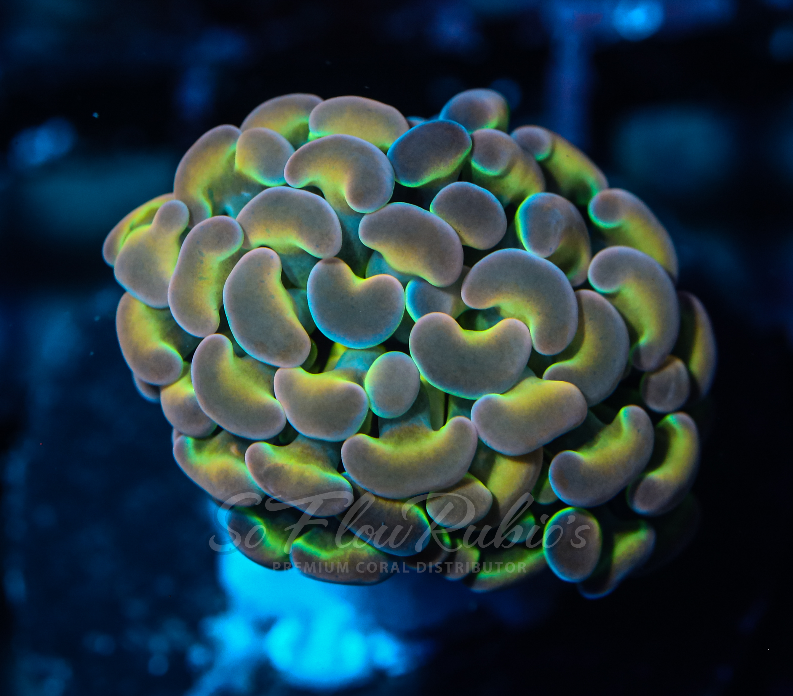 Branching Hammer coral
