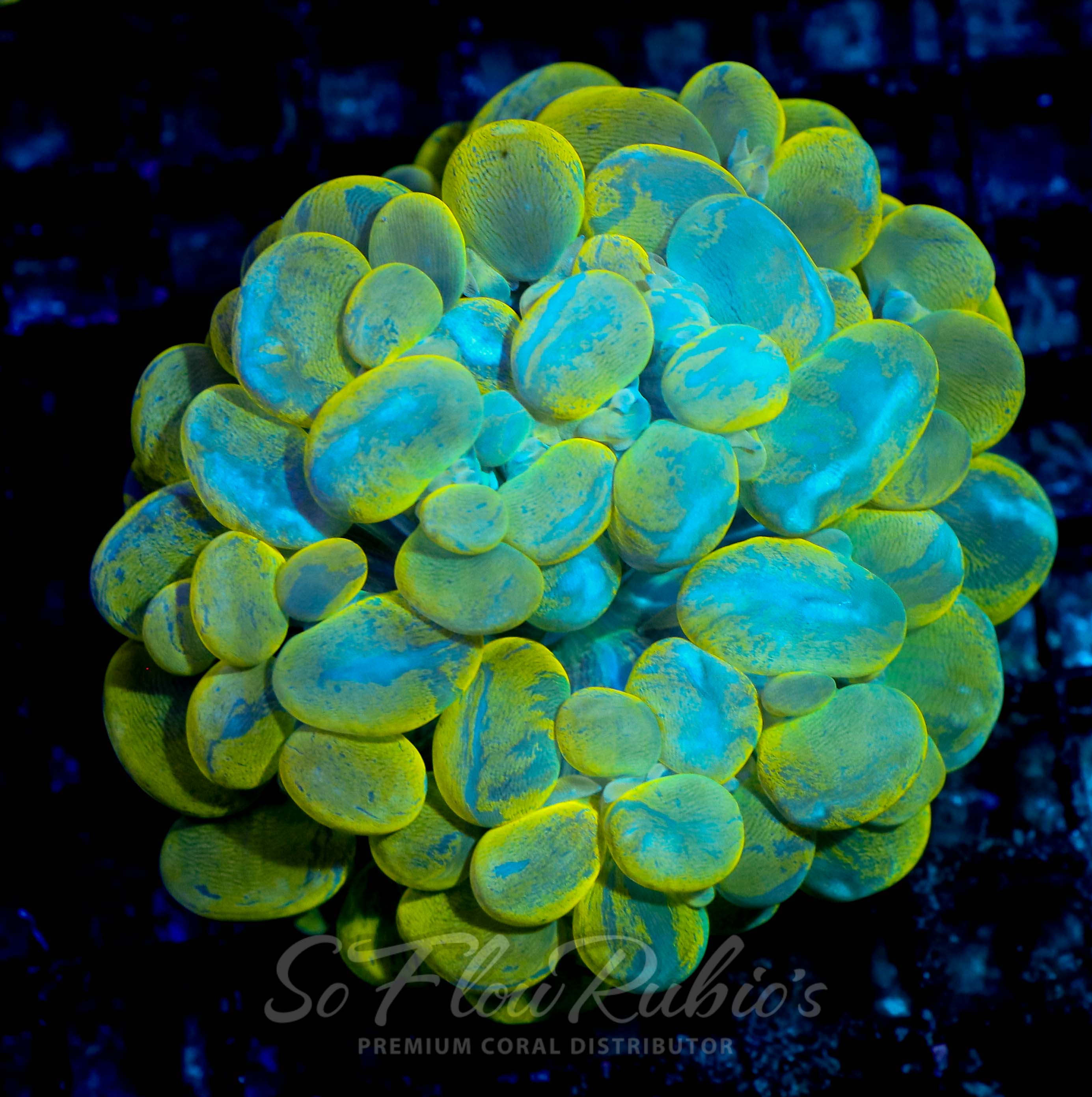Bubble Coral